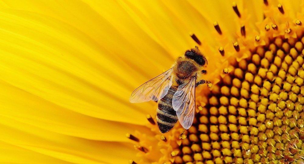 cash and repair protection des abeilles