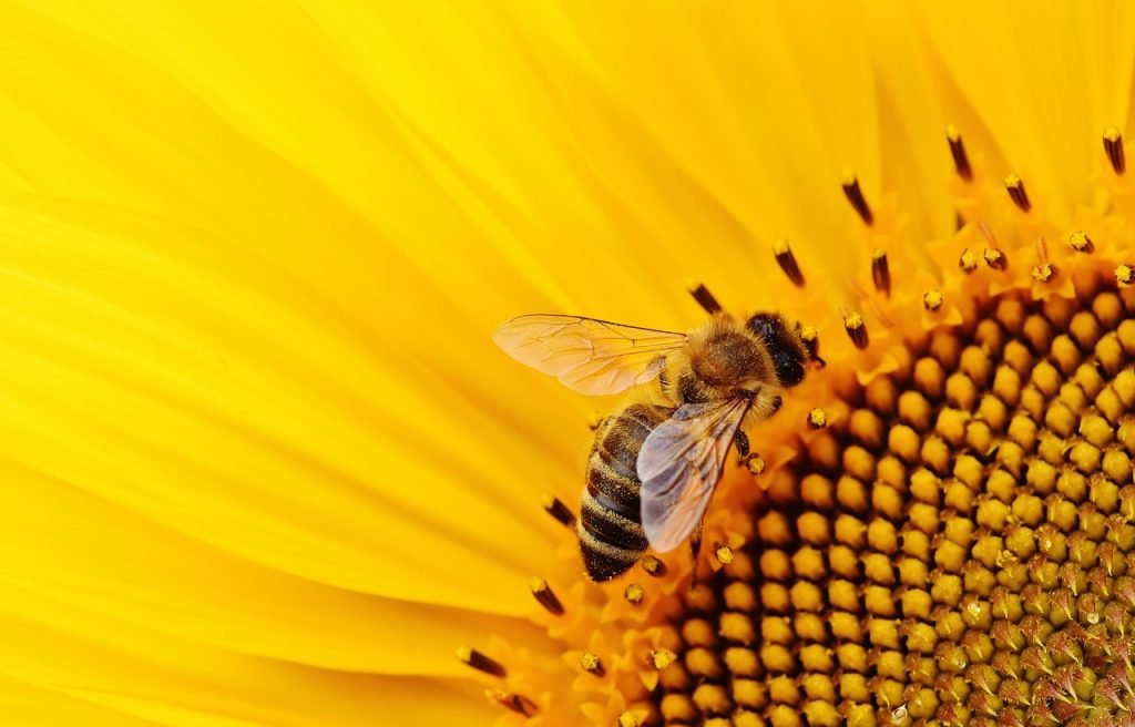 cash and repair protection des abeilles