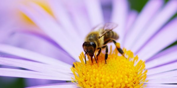abeille-fleur